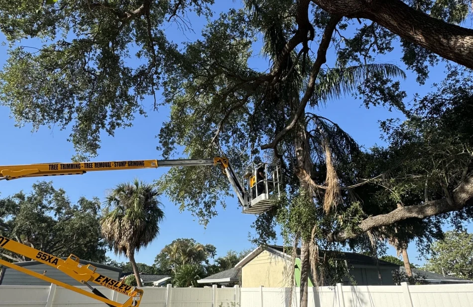 Emergency Tree Work